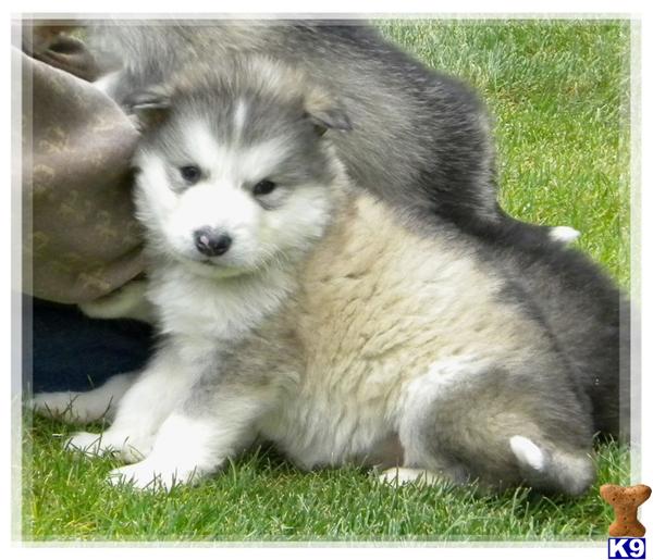 Alaskan Malamute Puppies in CA